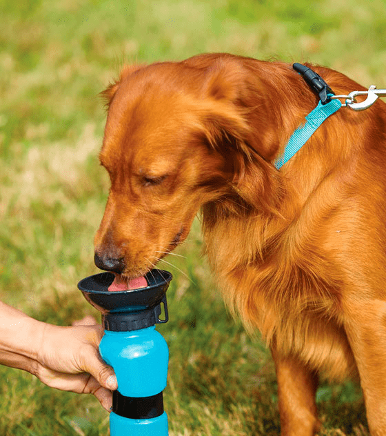 Aqua Dog Water Bottle ZADropship Aqua_Dog_Water_Bottle_-_Goodie_hut_-_-4030916